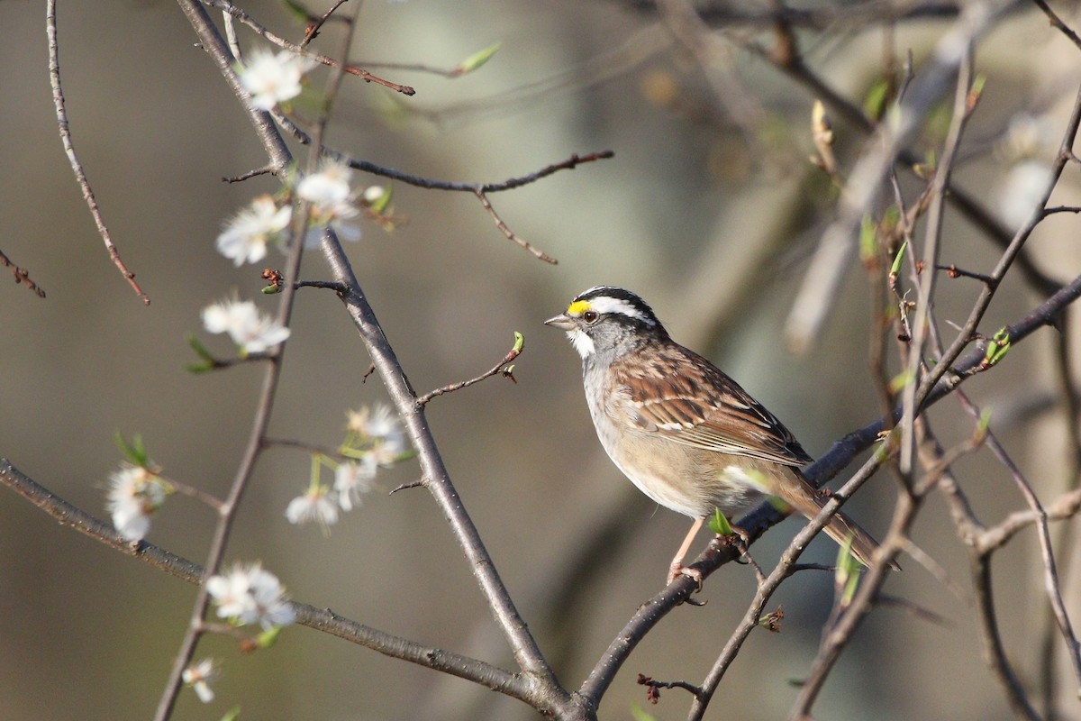 White-throated Sparrow - Melissa Ludwig