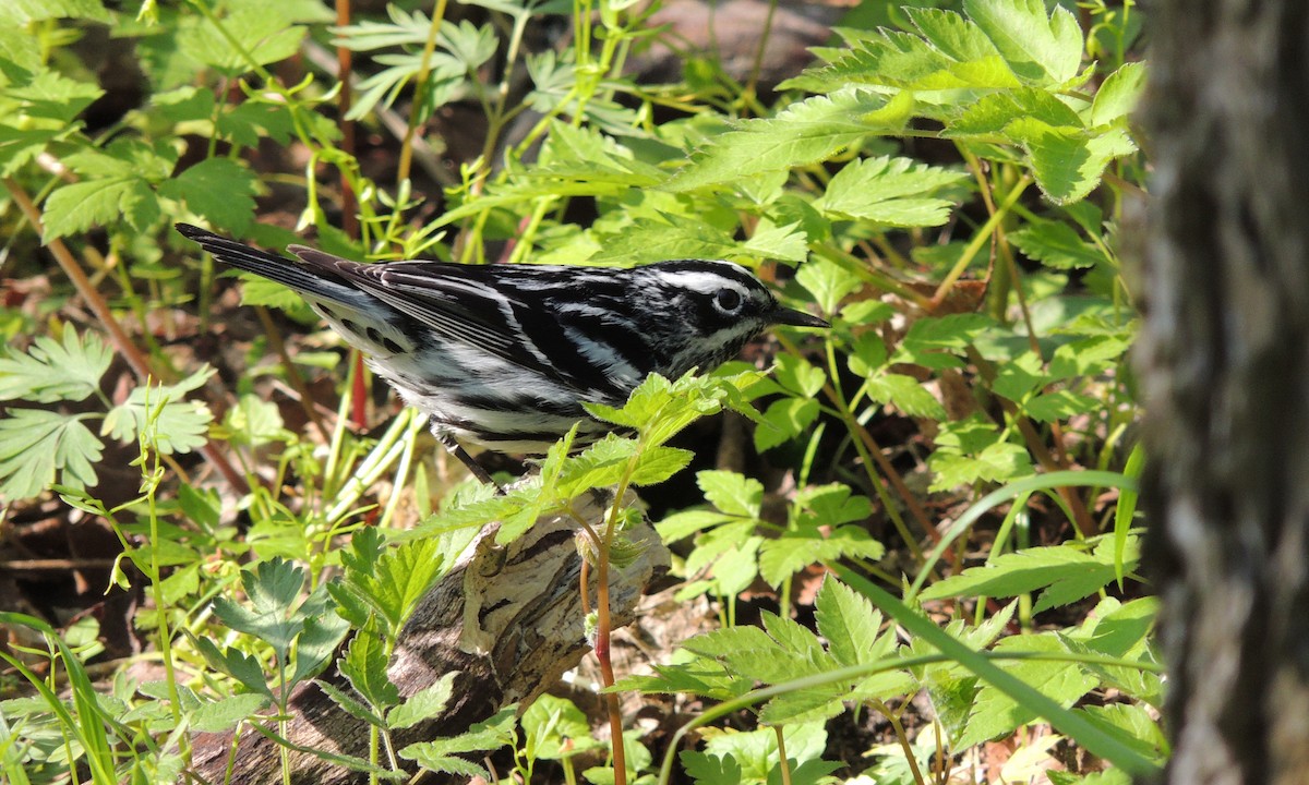 Black-and-white Warbler - ML43504141