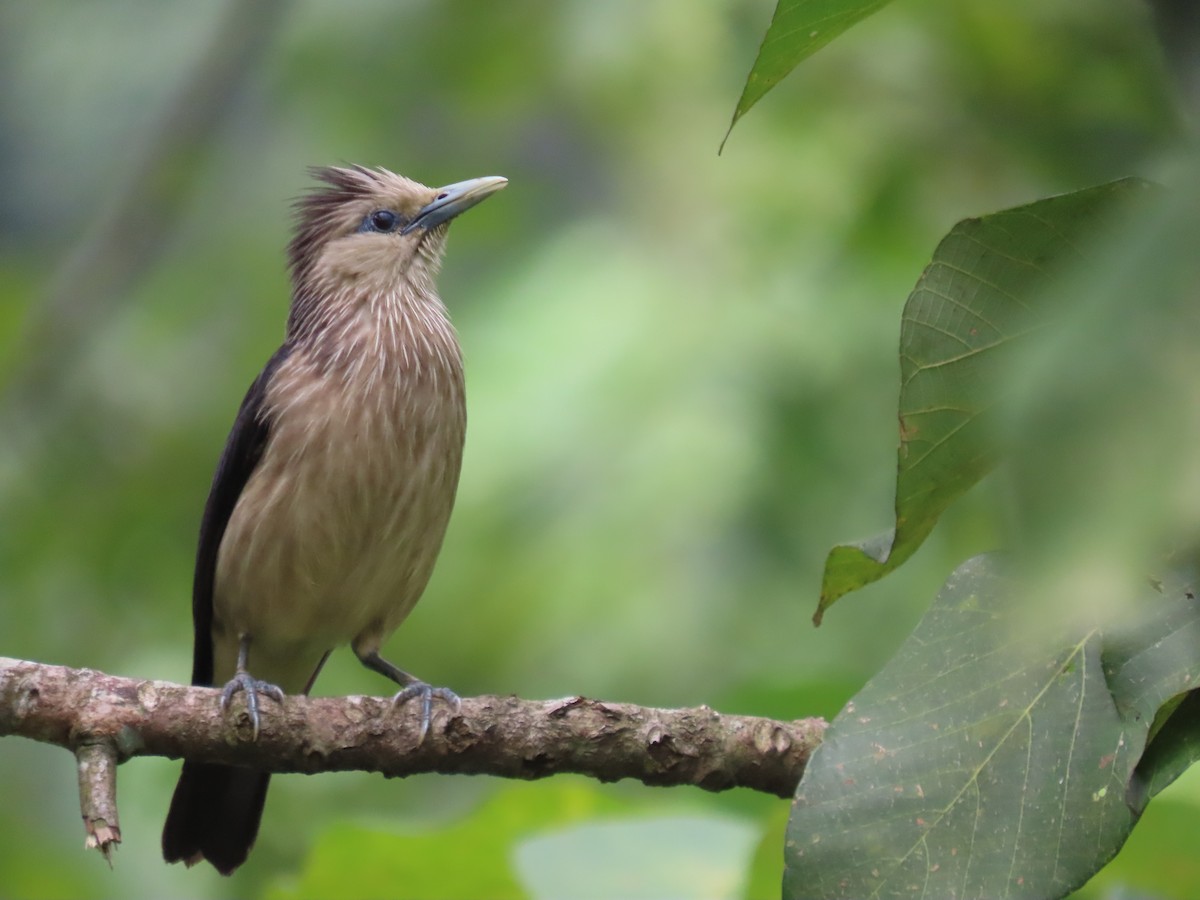 White-faced Starling - ML435044121