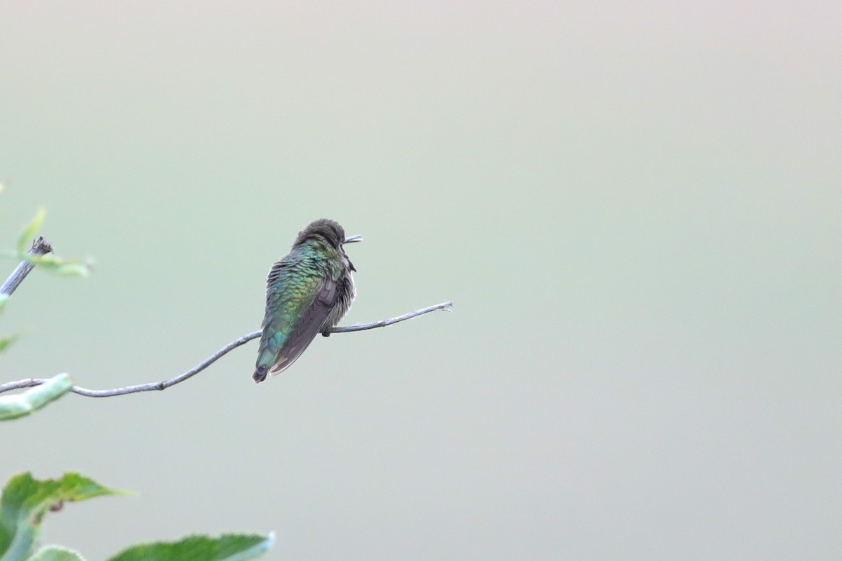 Anna's Hummingbird - ML435051901