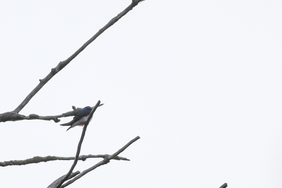 Tree Swallow - ML435053161