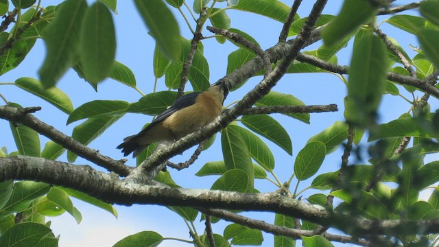 Fawn-breasted Tanager - ML435056871