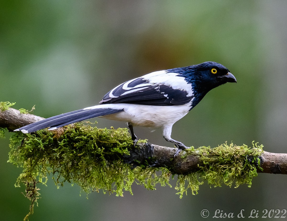 Magpie Tanager - ML435071531