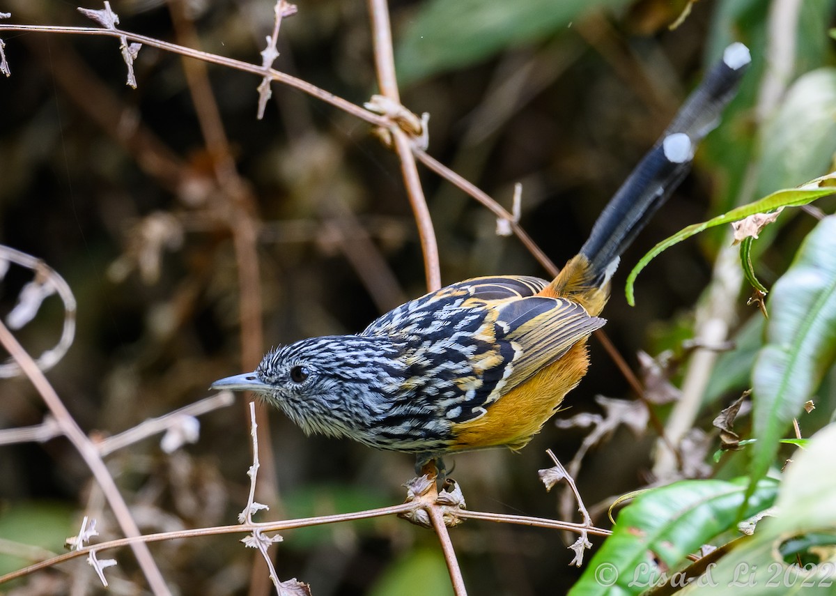 East Andean Antbird - ML435072351