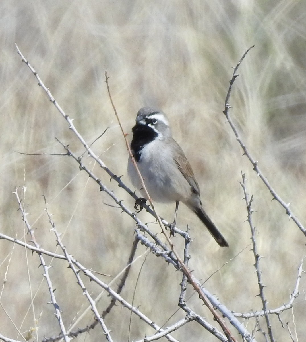Black-throated Sparrow - ML435076031