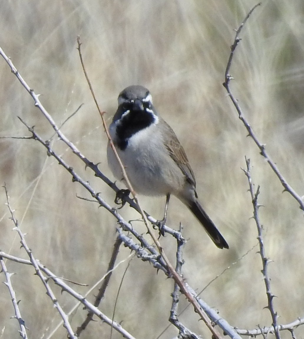 Black-throated Sparrow - ML435076041