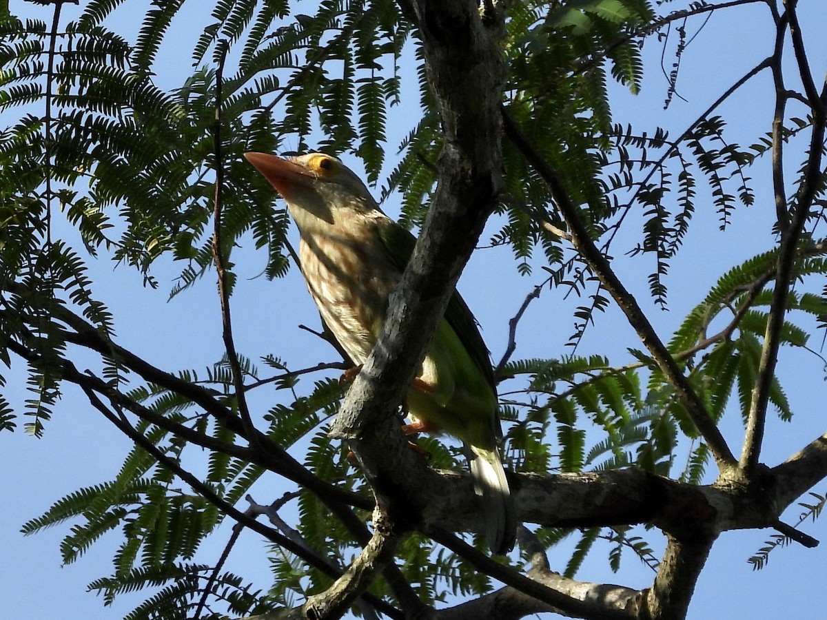 Lineated Barbet - ML435079571