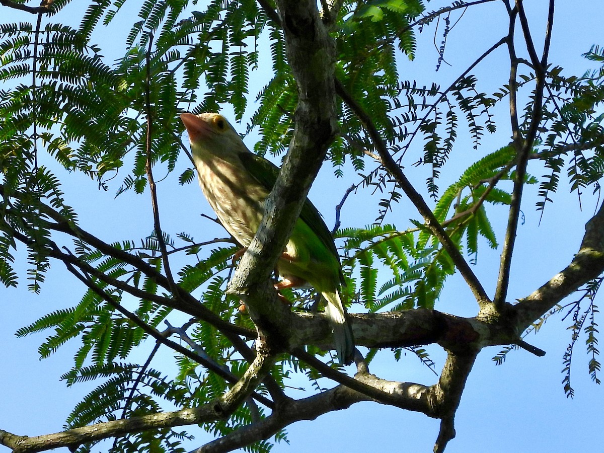 Lineated Barbet - ML435079591