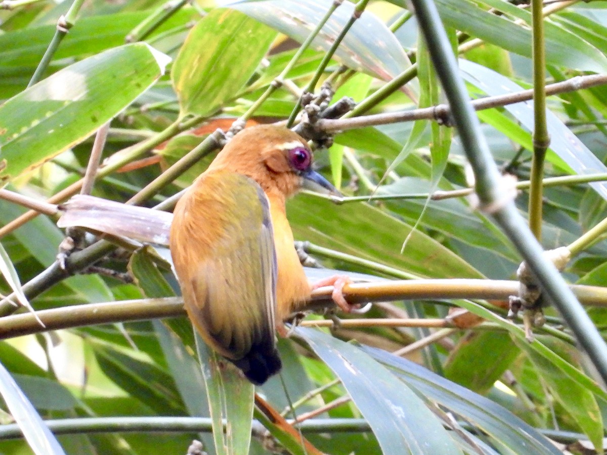 White-browed Piculet - ML435079661