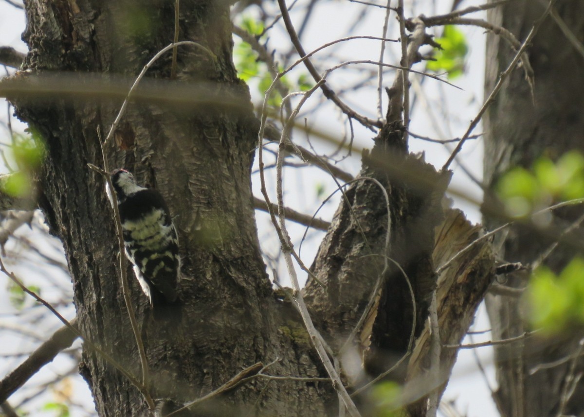Lesser Spotted Woodpecker - ML435082531