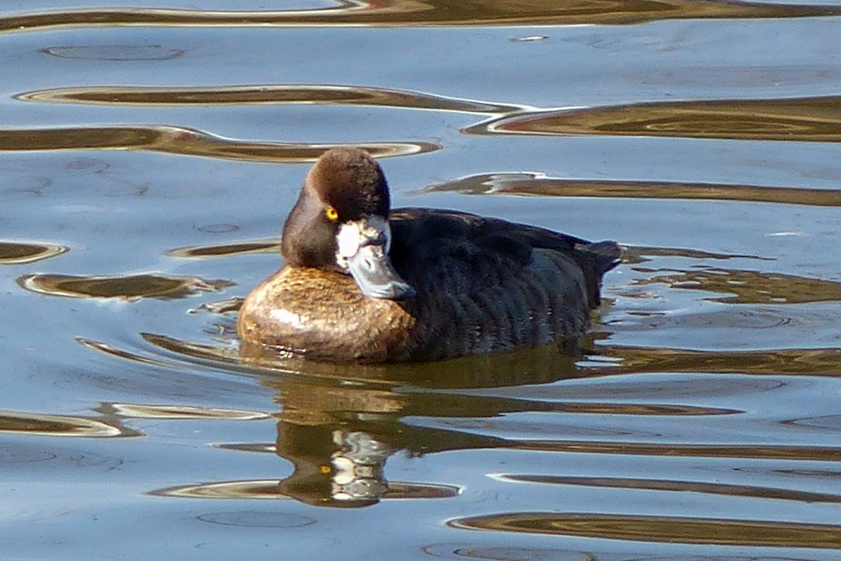 Greater Scaup - Tom Behnfield