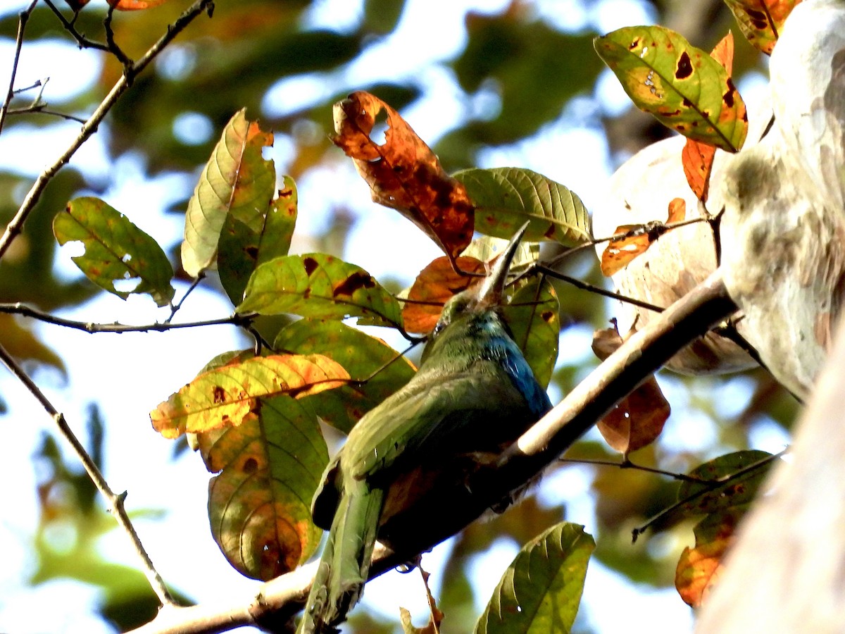 Blue-bearded Bee-eater - GARY DOUGLAS