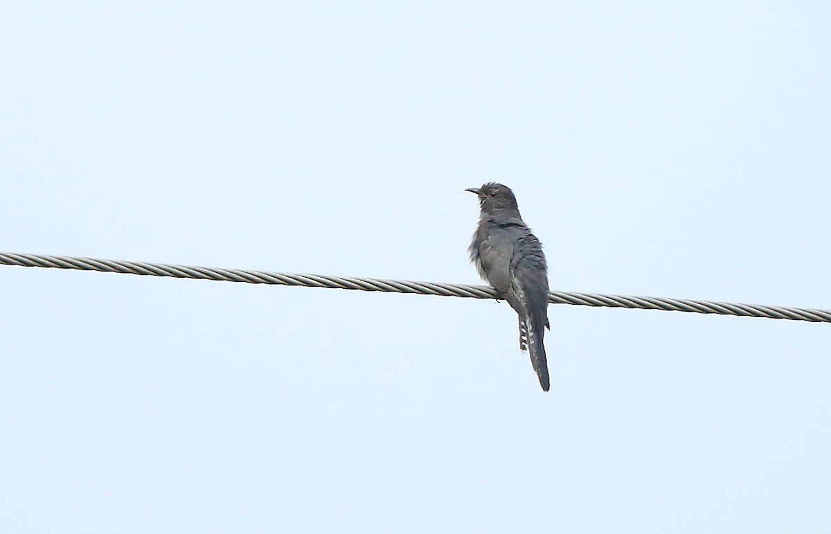 Gray-bellied Cuckoo - ML43509041