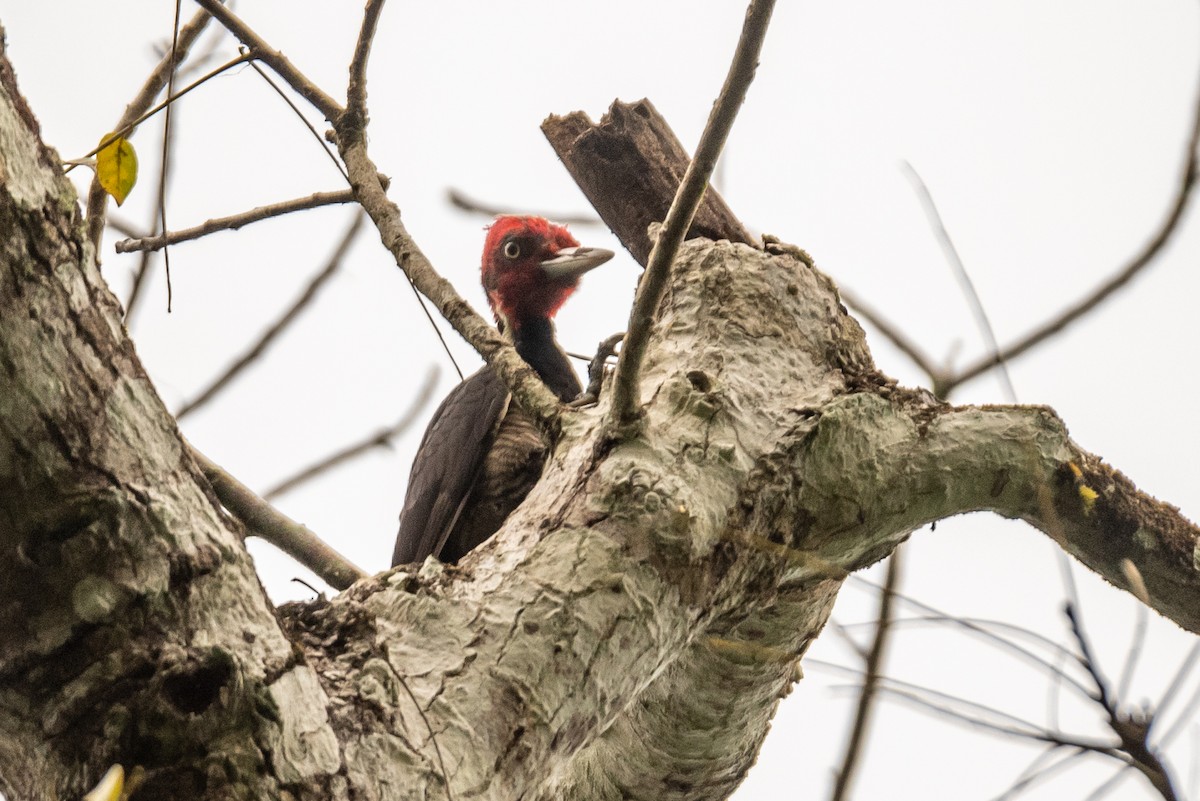 Pale-billed Woodpecker - ML435091011