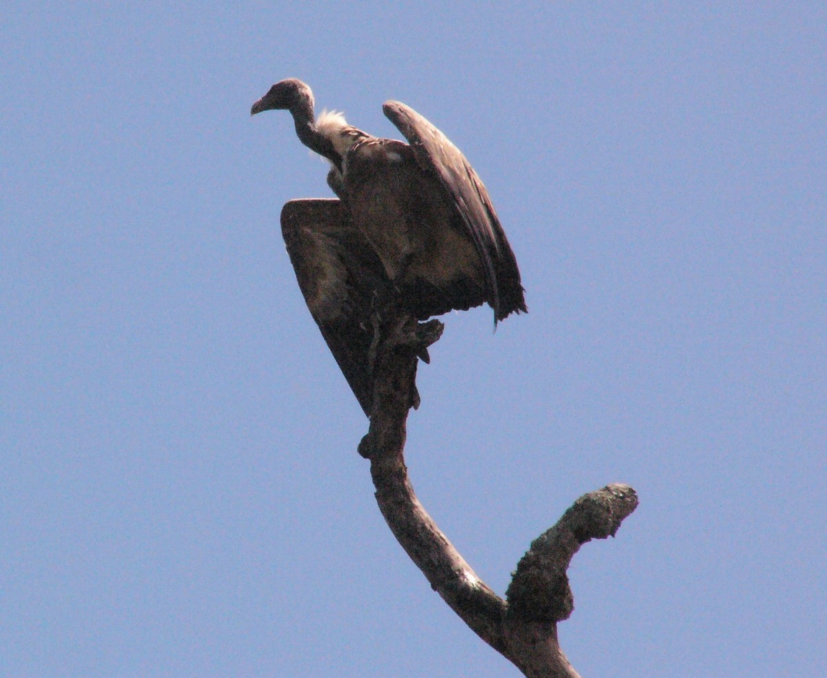 Indian Vulture - ML43509411