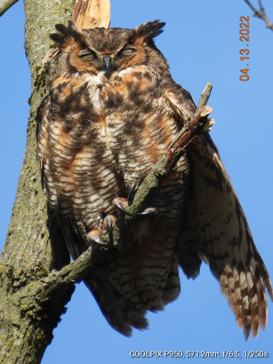 Great Horned Owl - ML435097491