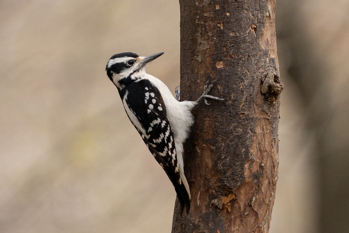 Hairy Woodpecker (Eastern) - Alicia Ambers
