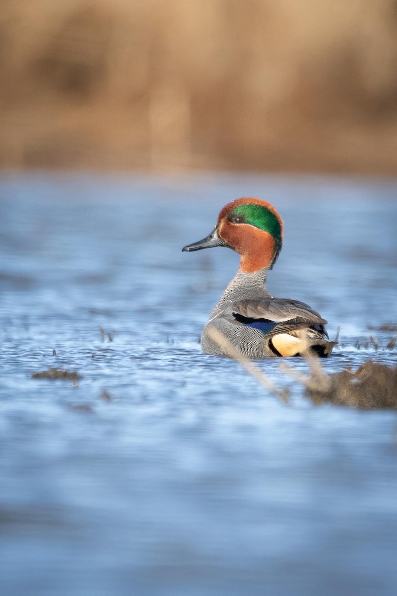 Green-winged Teal - ML435099041