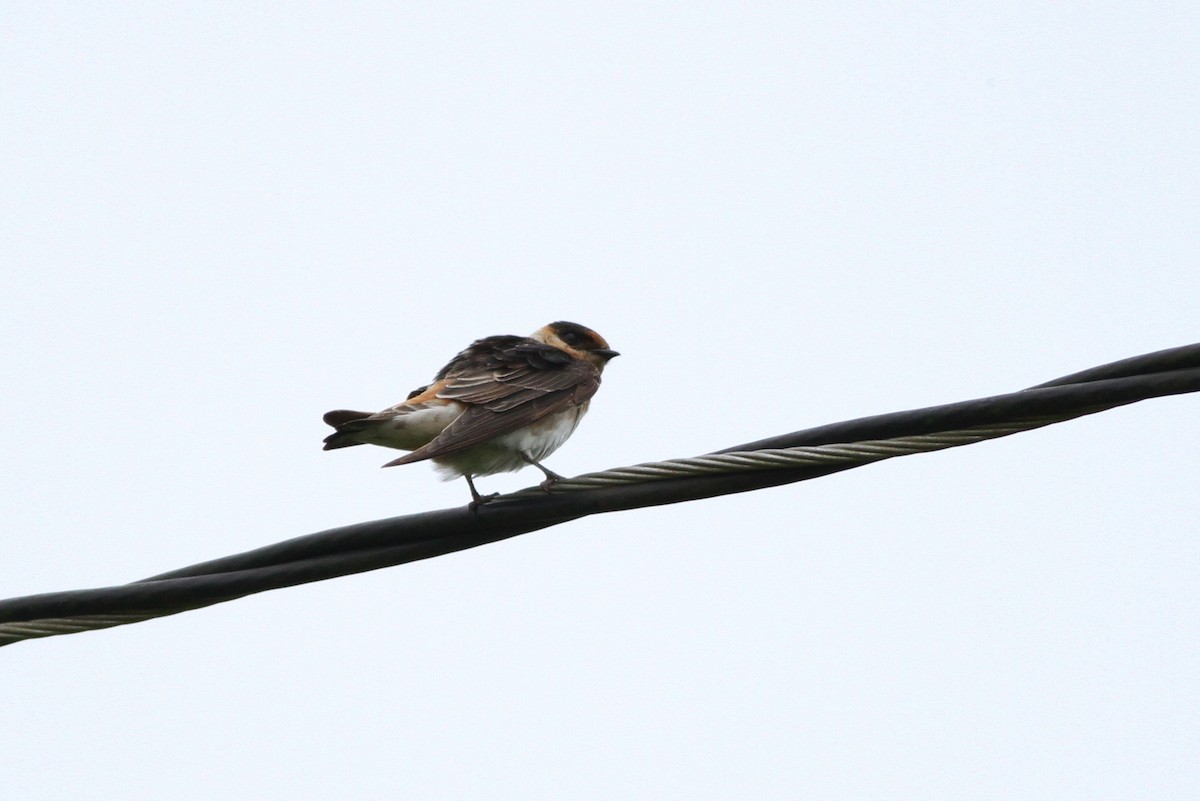 Cave Swallow (Texas) - ML43509961
