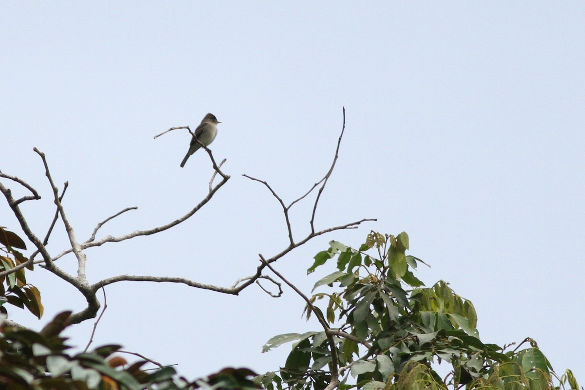 Northern Tropical Pewee - Alex Lamoreaux