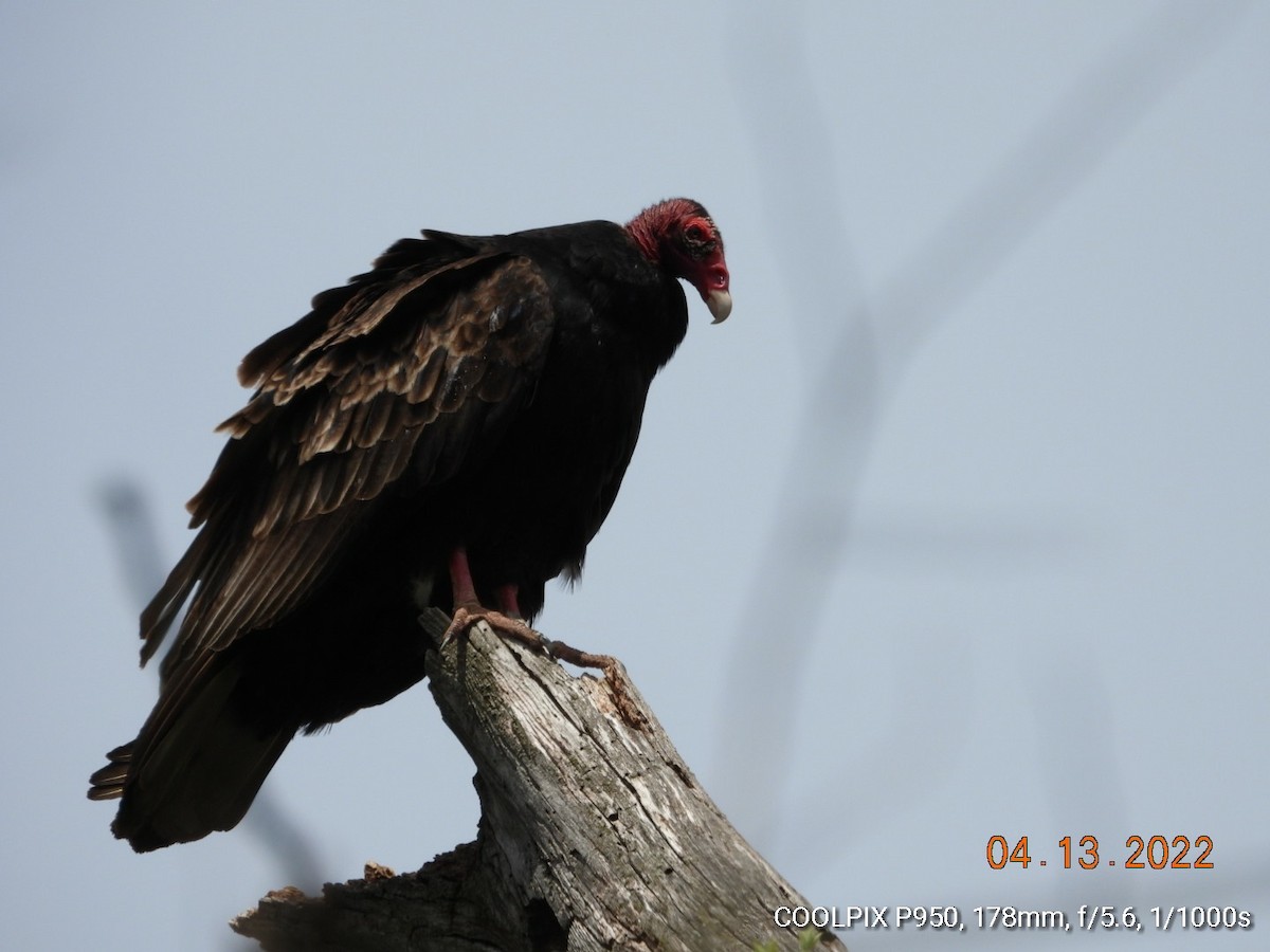 Turkey Vulture - ML435102671