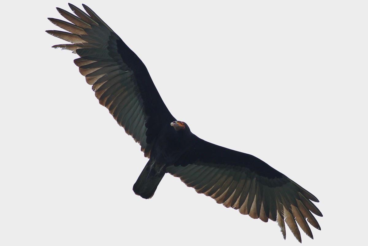 Lesser Yellow-headed Vulture - ML43510941