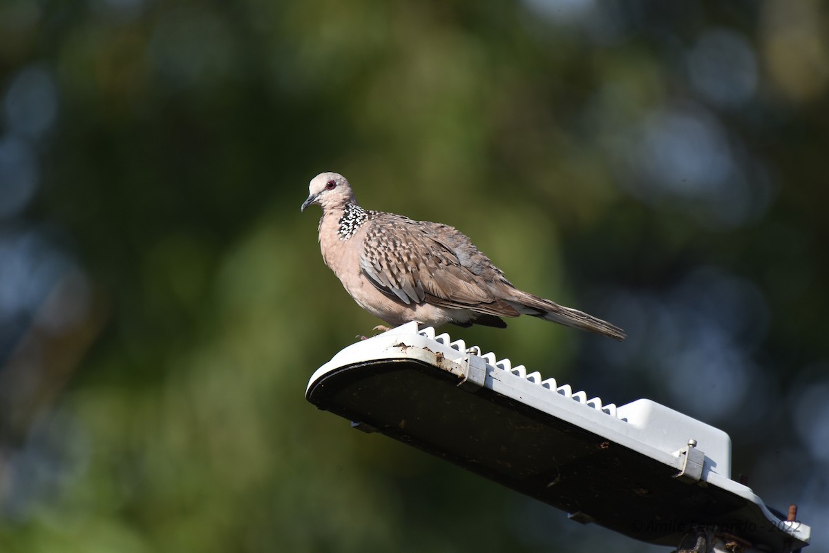 Spotted Dove - ML435110551