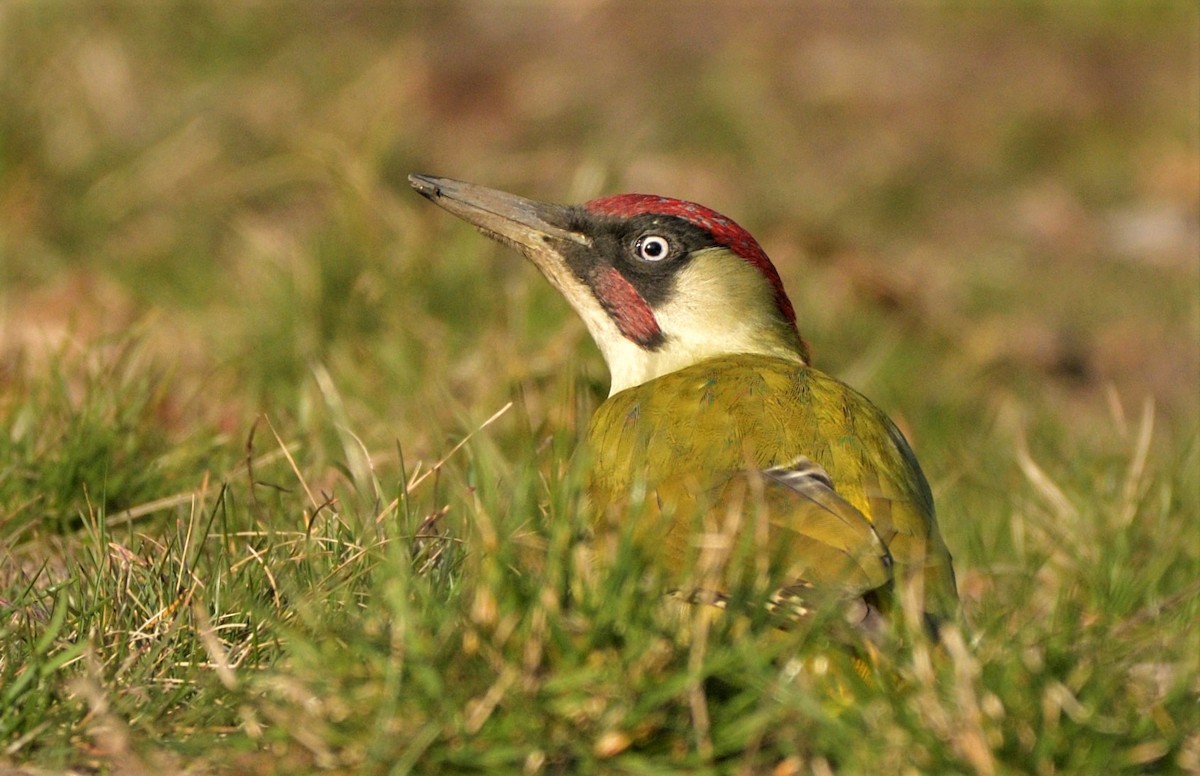 Eurasian Green Woodpecker (Eurasian) - ML435110571