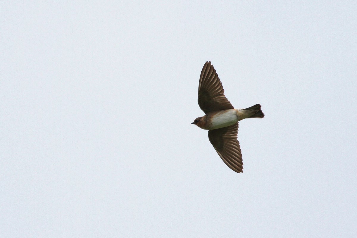 Cave Swallow (Texas) - ML43511131