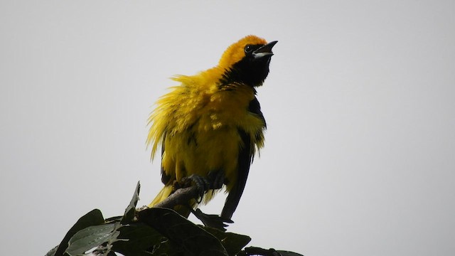 Yellow-tailed Oriole - ML435112601