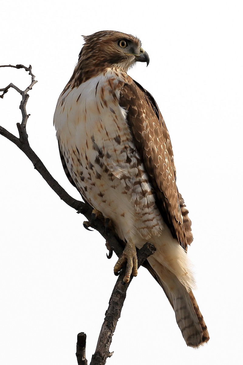 Red-tailed Hawk - ML43511461