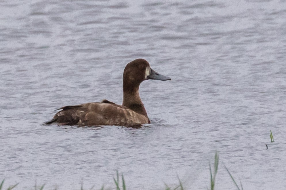 Greater Scaup - ML435118021