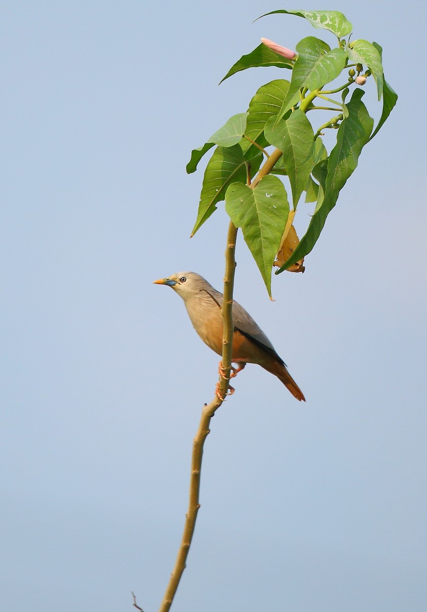 Chestnut-tailed Starling - ML43511911
