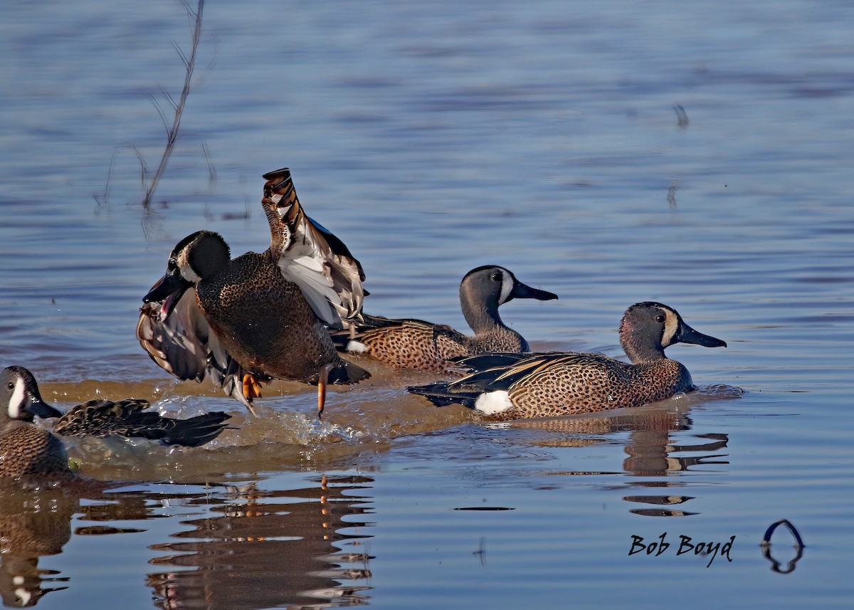 Blue-winged Teal - ML435121111