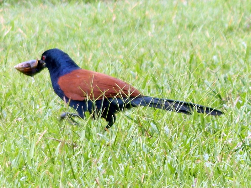 Greater Coucal - Andy Frank