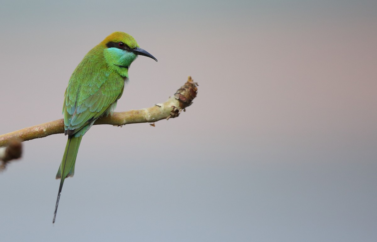 Asian Green Bee-eater - Albin Jacob