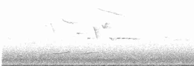 Eurasian Curlew - ML435127091