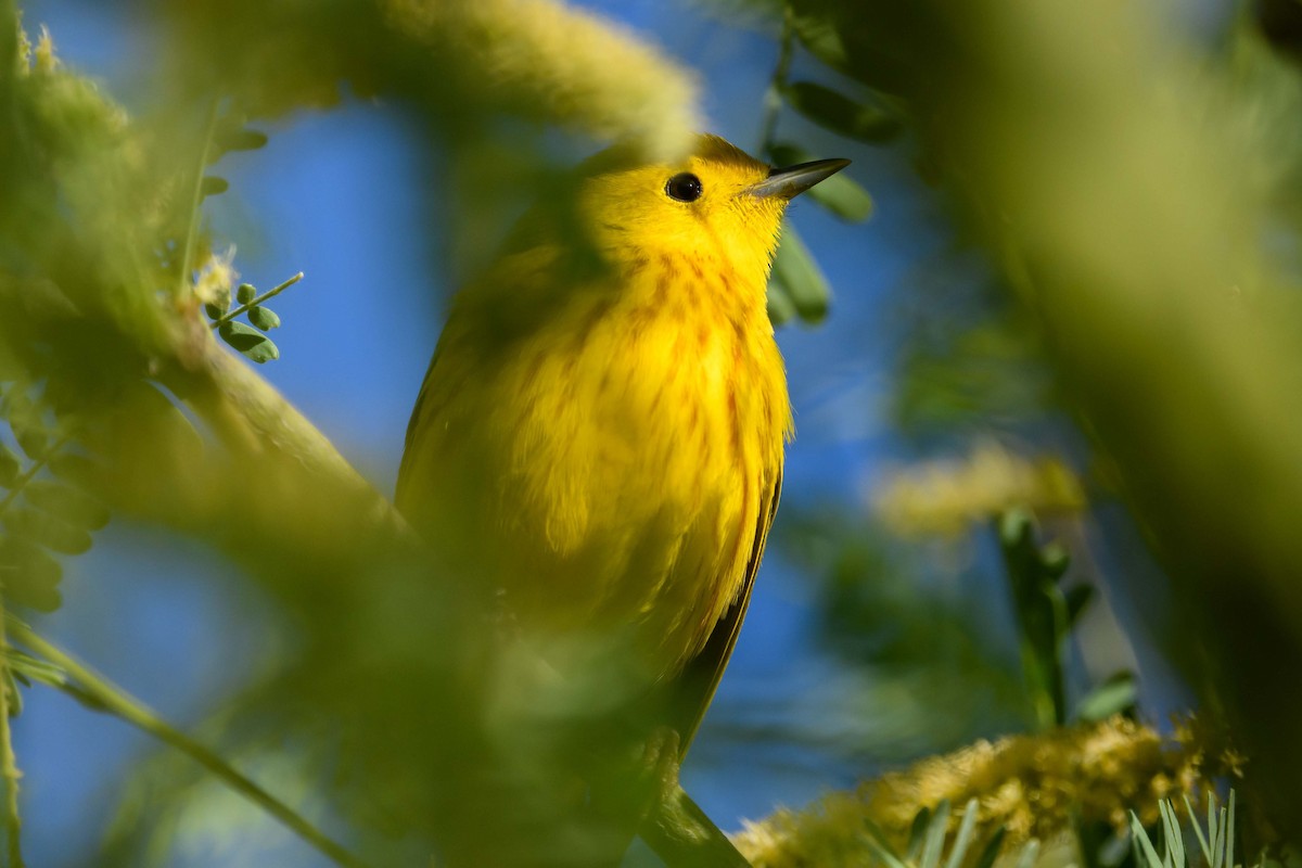 Yellow Warbler - Roy Jones