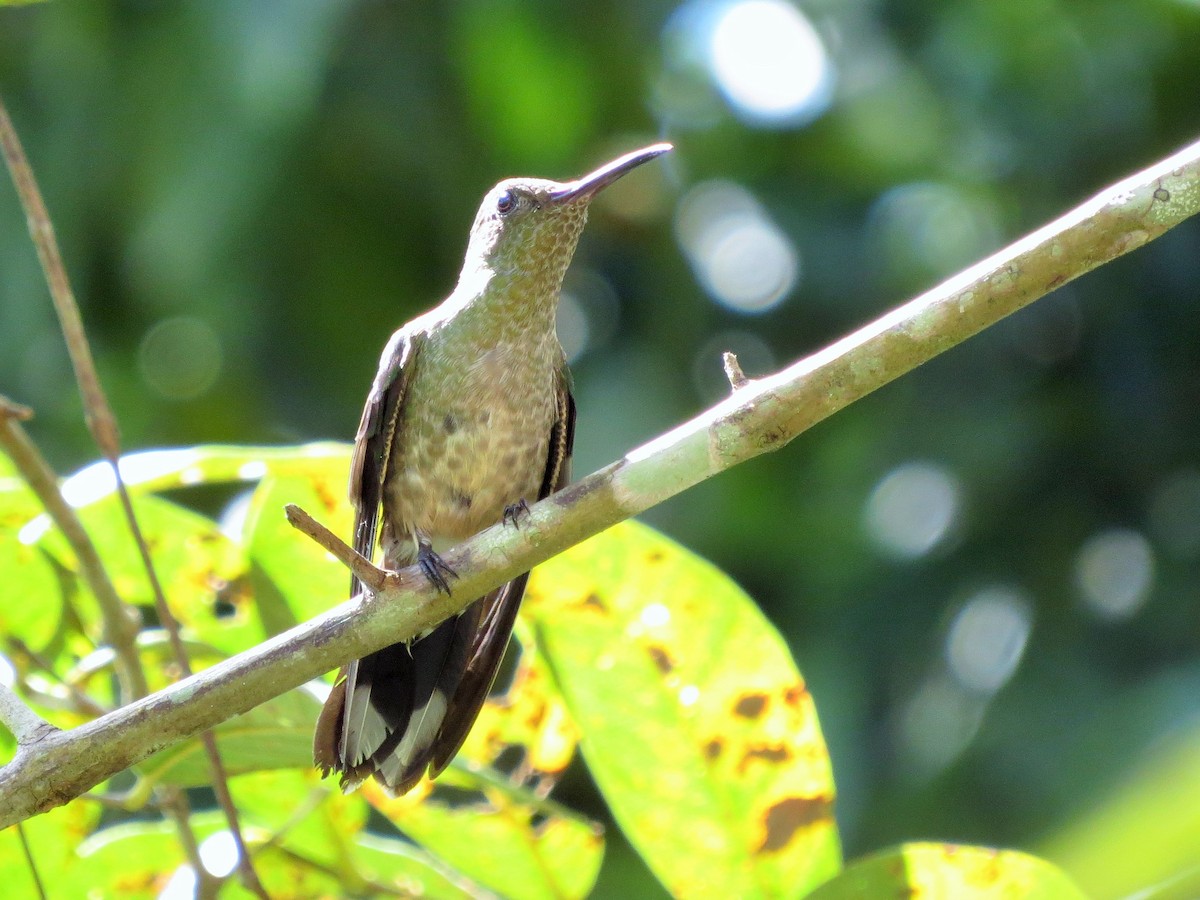 Scaly-breasted Hummingbird - ML43513221