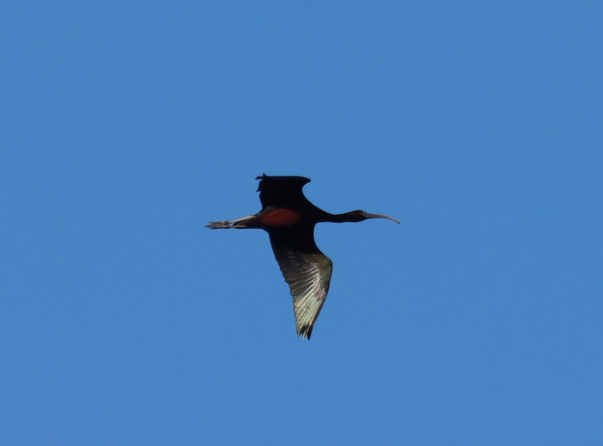 ibis hnědý - ML435132231