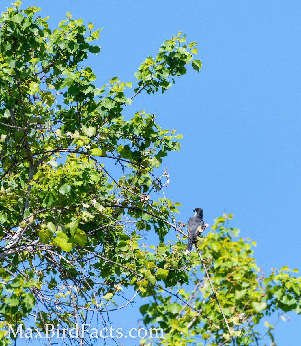 Eastern Kingbird - ML435133431