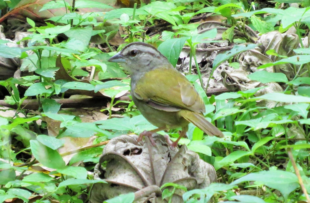 Green-backed Sparrow - ML43513601
