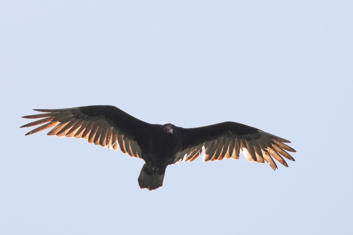 Turkey Vulture - ML435138341