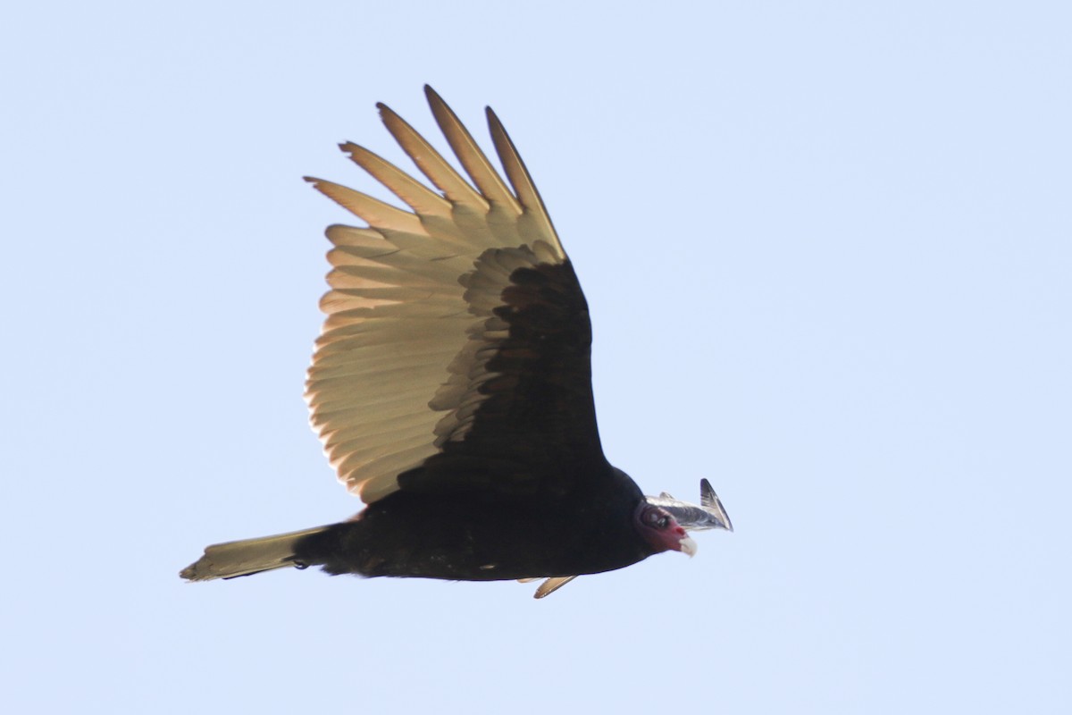 Turkey Vulture - Joseph Ryan