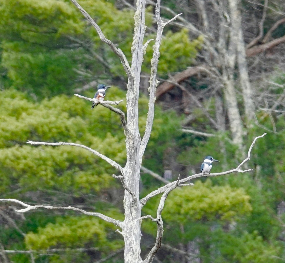 Belted Kingfisher - ML435138651