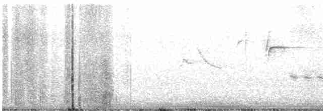 Bewick Çıtkuşu - ML435144141
