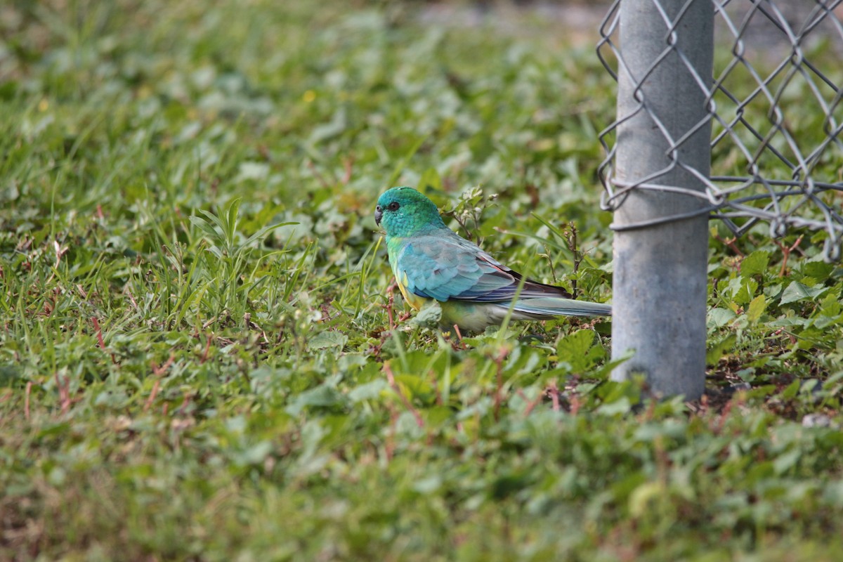 Red-rumped Parrot - ML435147841
