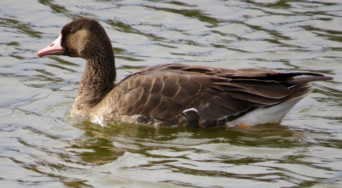 Greater White-fronted Goose - ML43515021