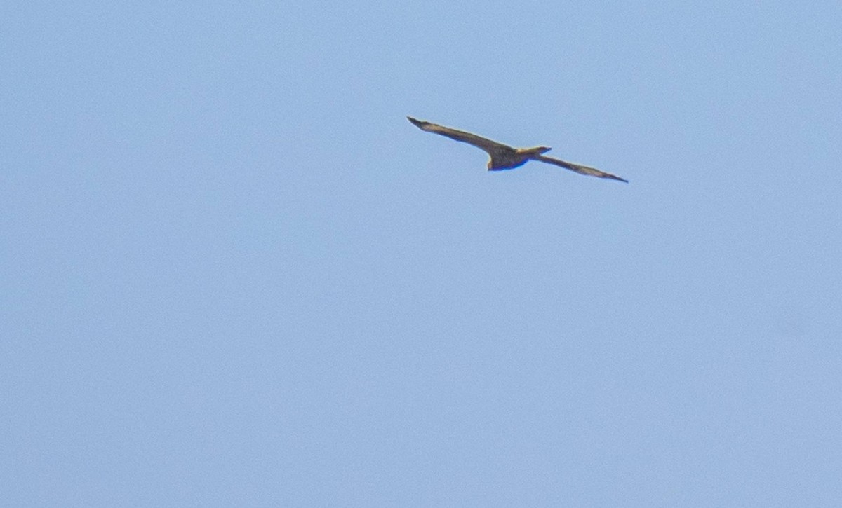 Black-winged Kite - Matt M.