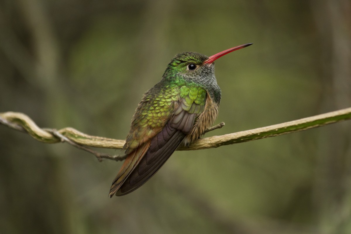 kolibřík yukatanský - ML43515271